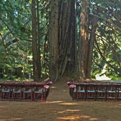 Wedding in the redwoods